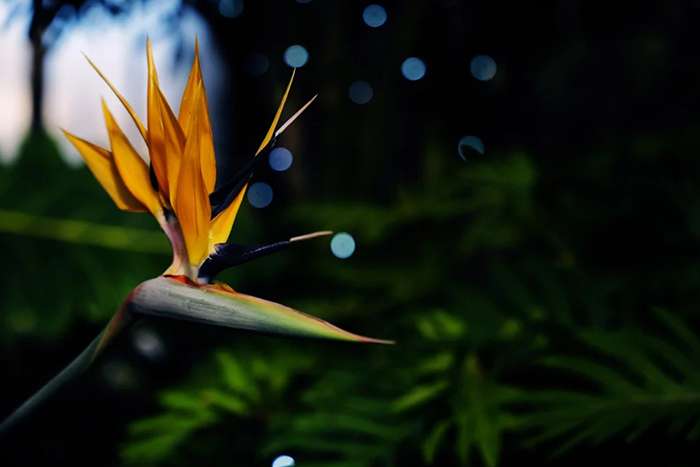 بررسی دوربین عکاسی Leica SL3-S