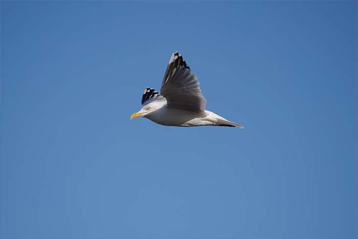 بررسی دوربین عکاسی Leica SL3-S