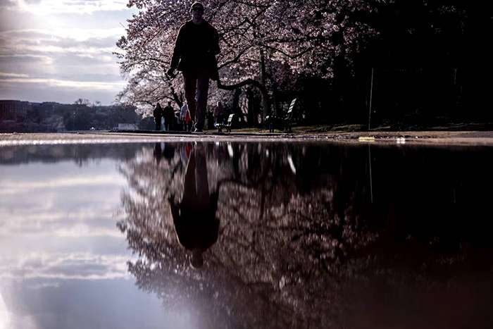 درختان شکوفه گیلاس؛ نماد زیبایی بهار