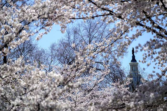 درختان شکوفه گیلاس؛ نماد زیبایی بهار