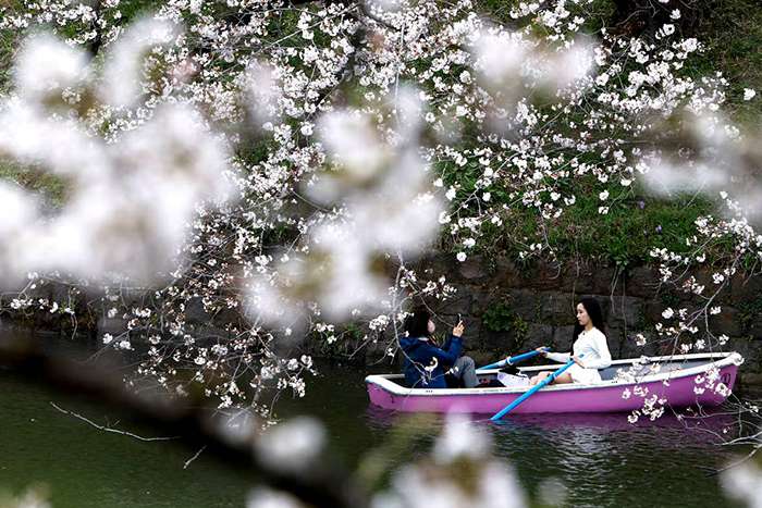 درختان شکوفه گیلاس؛ نماد زیبایی بهار