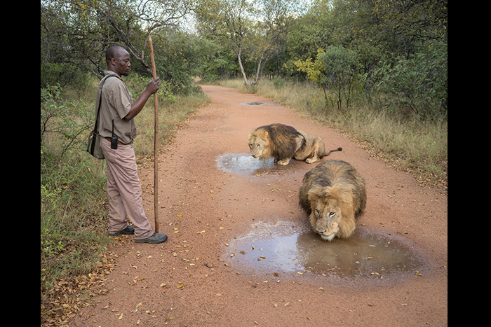 اعلام برندگان«جوایز جهانی عکاسی سونی» 2025