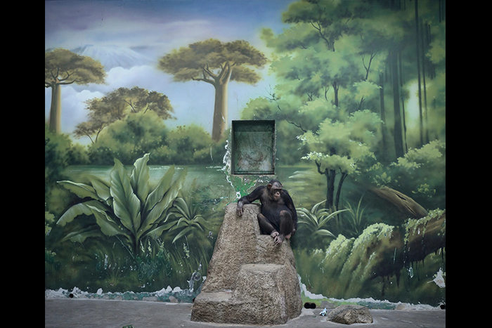 اعلام برندگان«جوایز جهانی عکاسی سونی» 2025