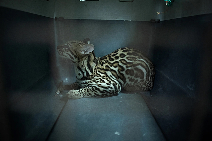 اعلام برندگان«جوایز جهانی عکاسی سونی» 2025