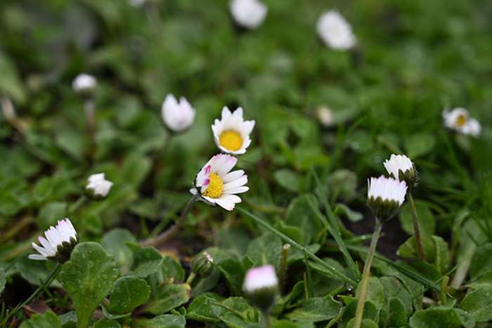 بررسی دوربین نیکون Z5 II