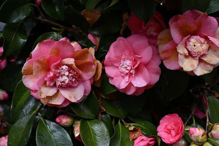 بررسی دوربین نیکون Z5 II