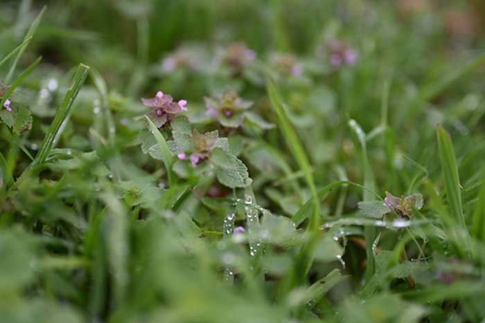 بررسی دوربین نیکون Z5 II