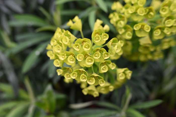 بررسی دوربین نیکون Z5 II