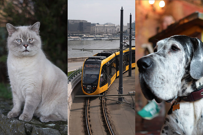 بررسی دوربین Sony RX1R III جدیدترین کامپکت فول‌فریم سونی