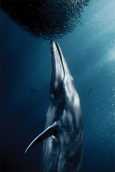 منتخبی از تصاویر مسابقه عکاسیFlow سال 2025