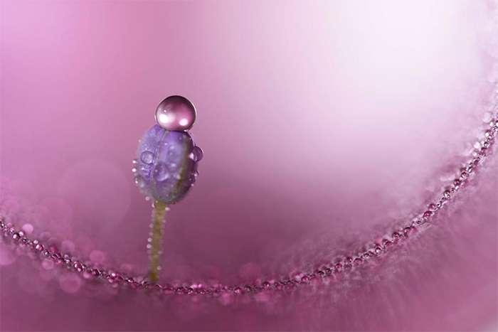 انقلاب سونی در عکاسی ماکرو با لنز FE 100mm F2.8 GM OSS