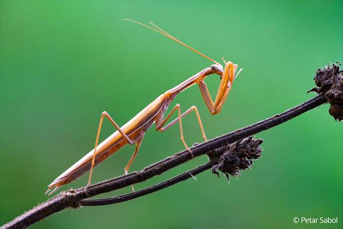 انقلاب سونی در عکاسی ماکرو با لنز FE 100mm F2.8 GM OSS