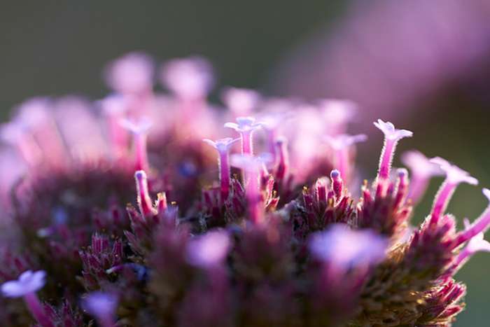 انقلاب سونی در عکاسی ماکرو با لنز FE 100mm F2.8 GM OSS