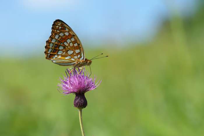 انقلاب سونی در عکاسی ماکرو با لنز FE 100mm F2.8 GM OSS