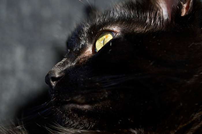 انقلاب سونی در عکاسی ماکرو با لنز FE 100mm F2.8 GM OSS