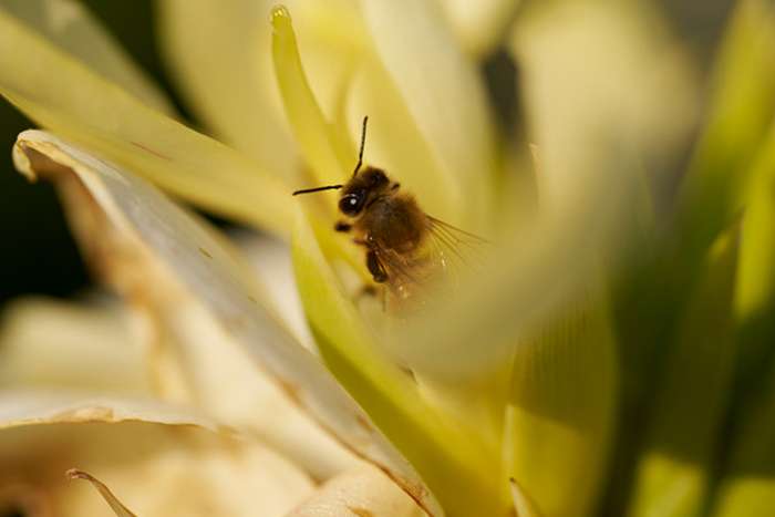 انقلاب سونی در عکاسی ماکرو با لنز FE 100mm F2.8 GM OSS