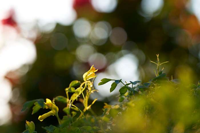 انقلاب سونی در عکاسی ماکرو با لنز FE 100mm F2.8 GM OSS