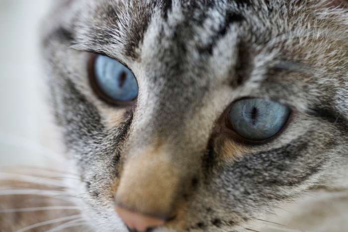 انقلاب سونی در عکاسی ماکرو با لنز FE 100mm F2.8 GM OSS