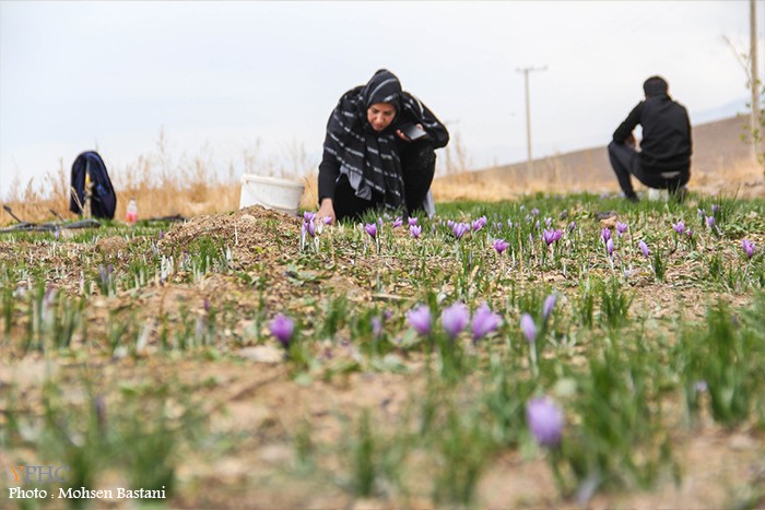 گزارش تصویری / برداشت زعفران از مزارع محلات