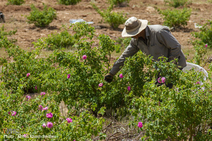 برداشت گلِ محمدی در شهرستان محلات برداشت گلِ محمدی در شهرستان محلات