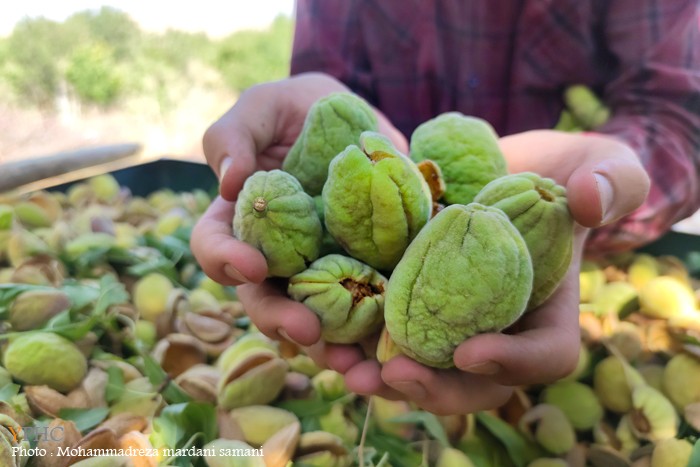 برداشت بادام از باغات شهرستان سامان