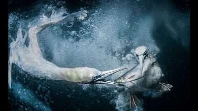 اعلام برندگان مسابقه عکاسی طبیعت 2024 اعلام برندگان مسابقه عکاسی طبیعت 2024